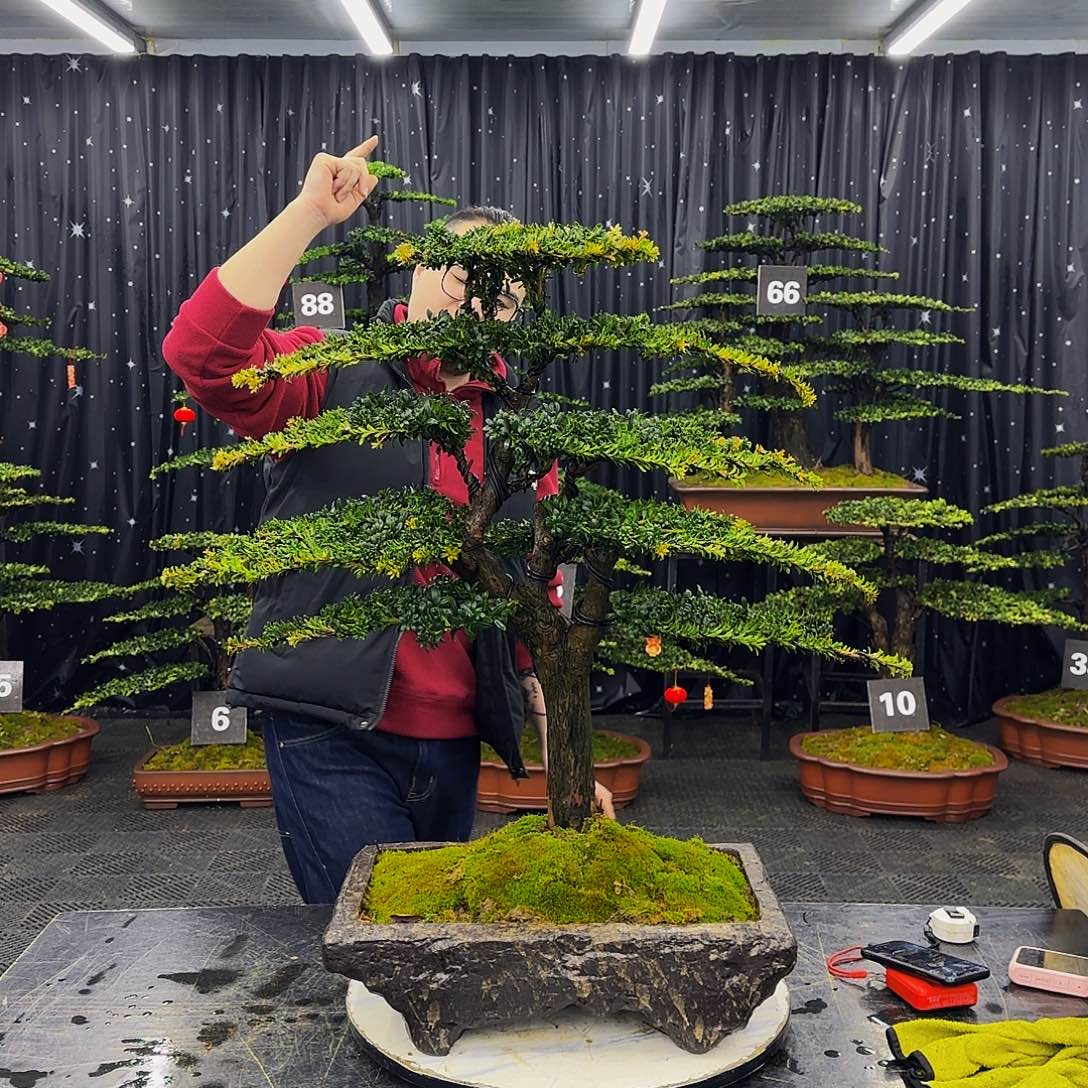 红芽罗汉松造型盆景