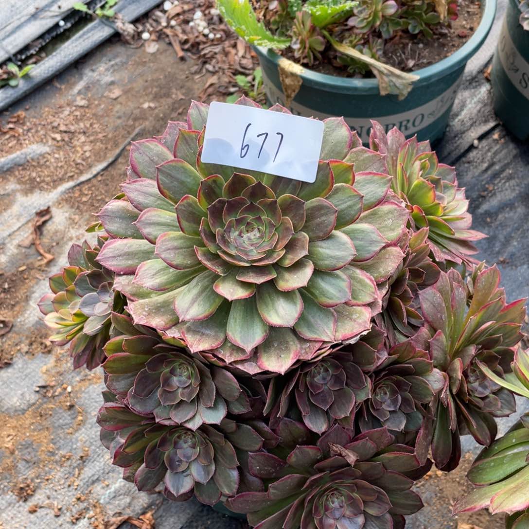 老五多肉67711111