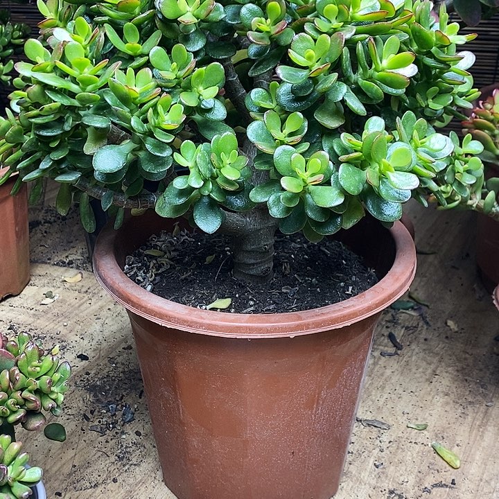 姬红花月一物一拍