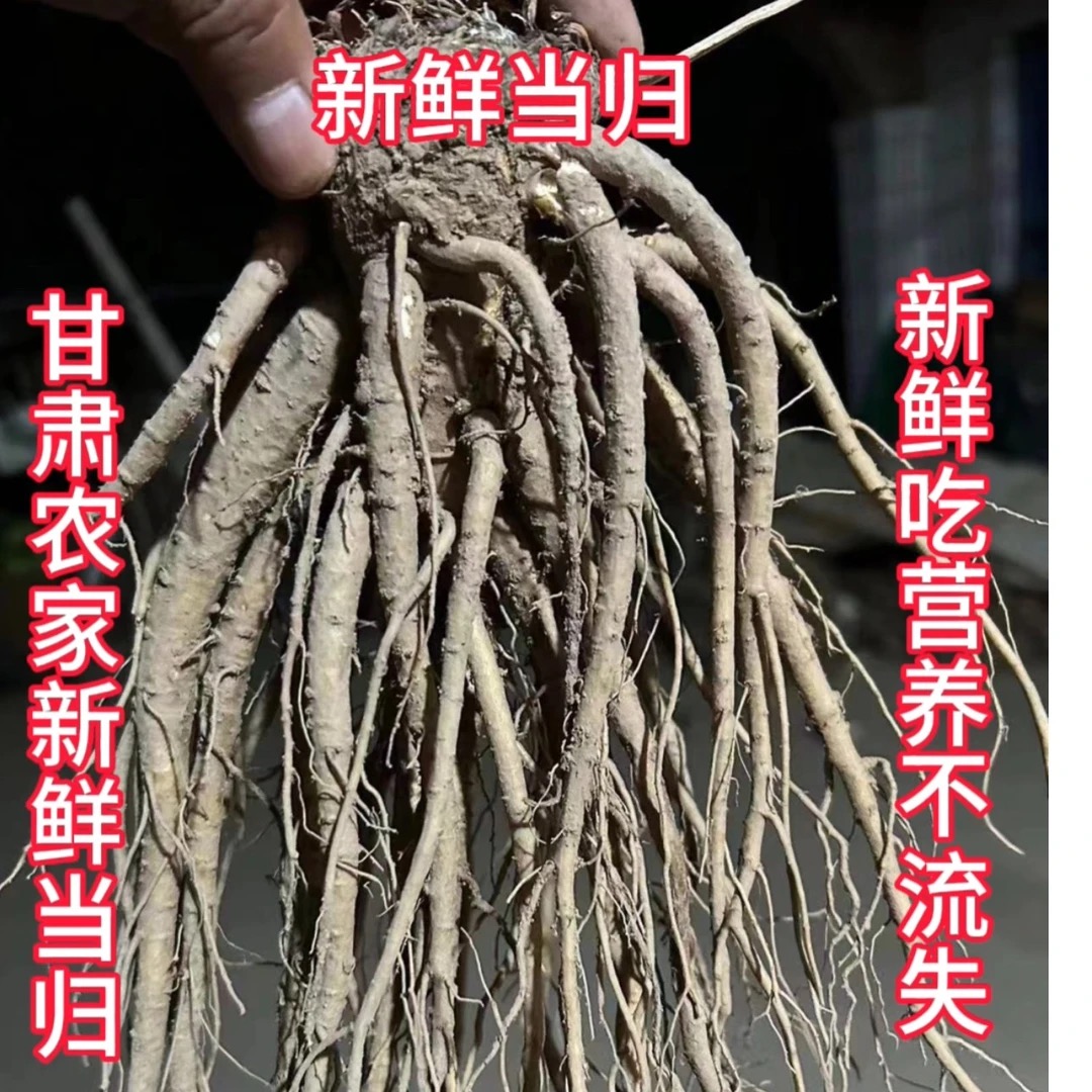 甘肃农家种植新鲜当归