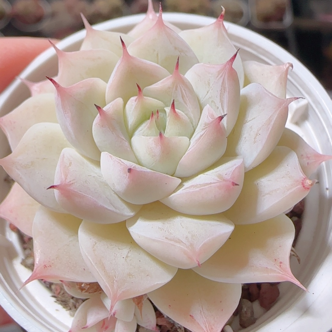 花语多肉1227-44白魔仙