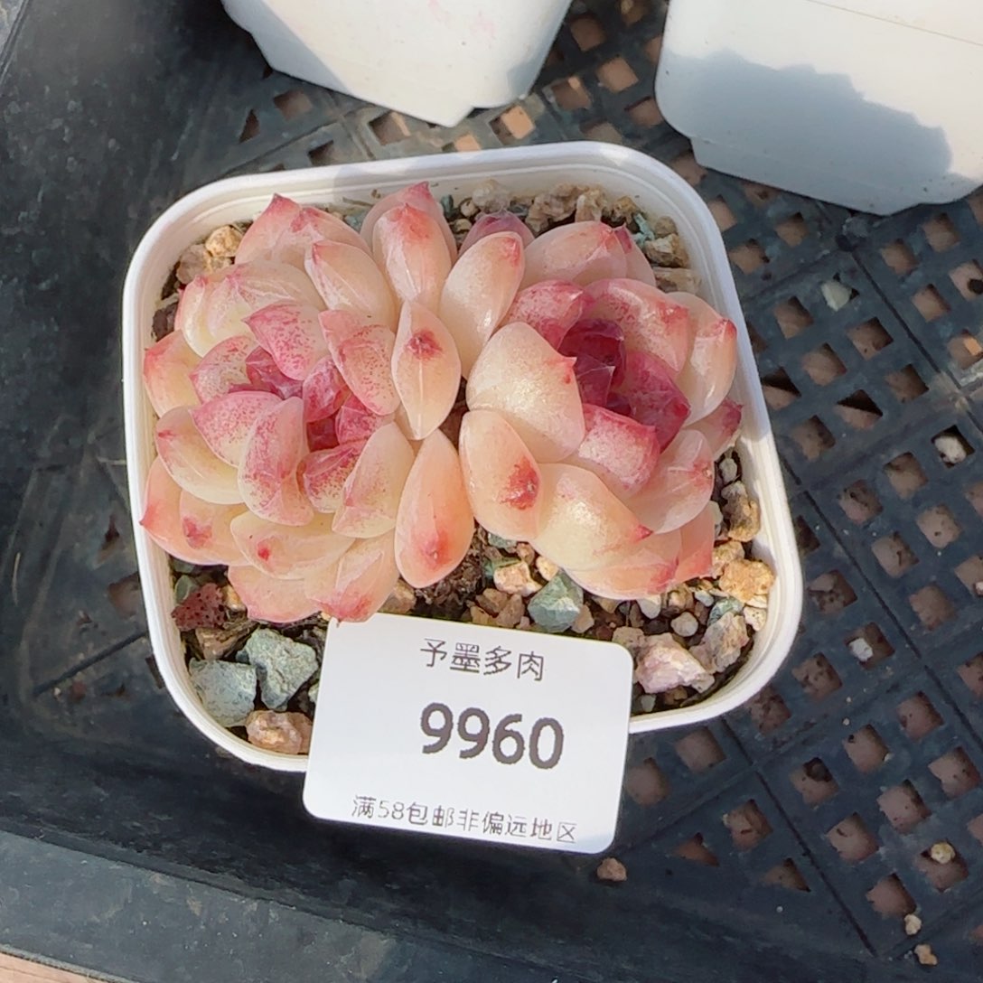 蔓越莓，9960多肉