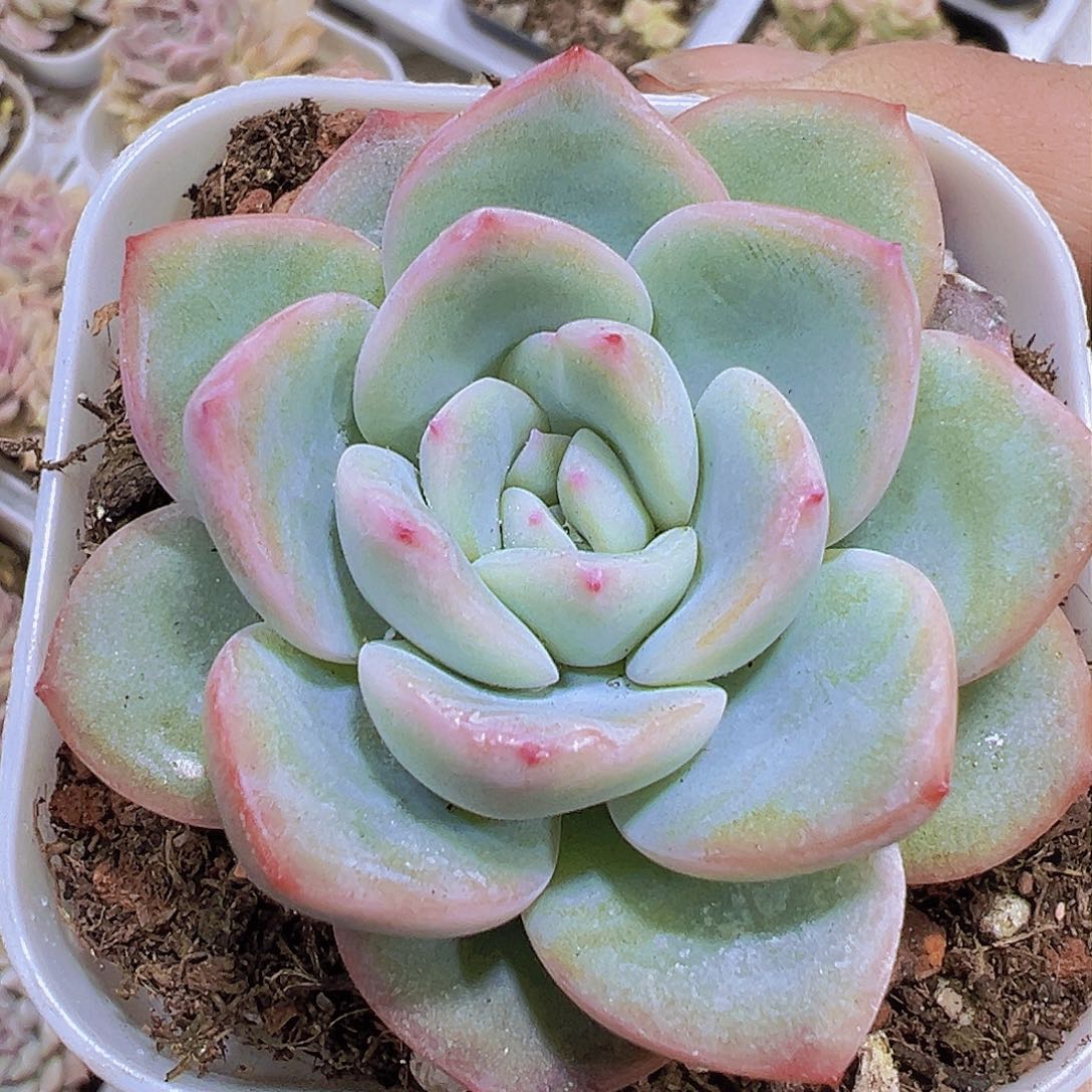 轰动19包邮多肉植物