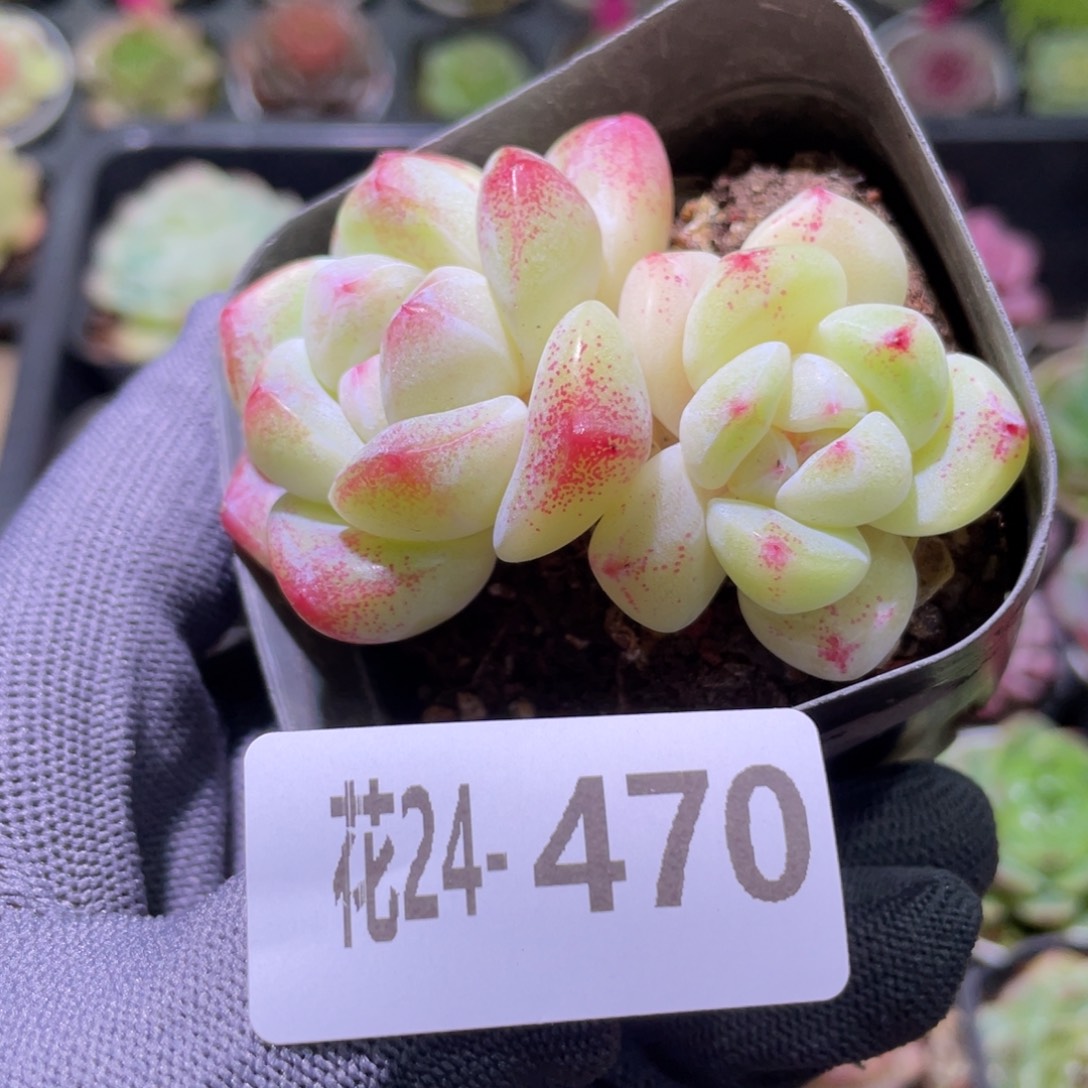 花利美24-470冰玉