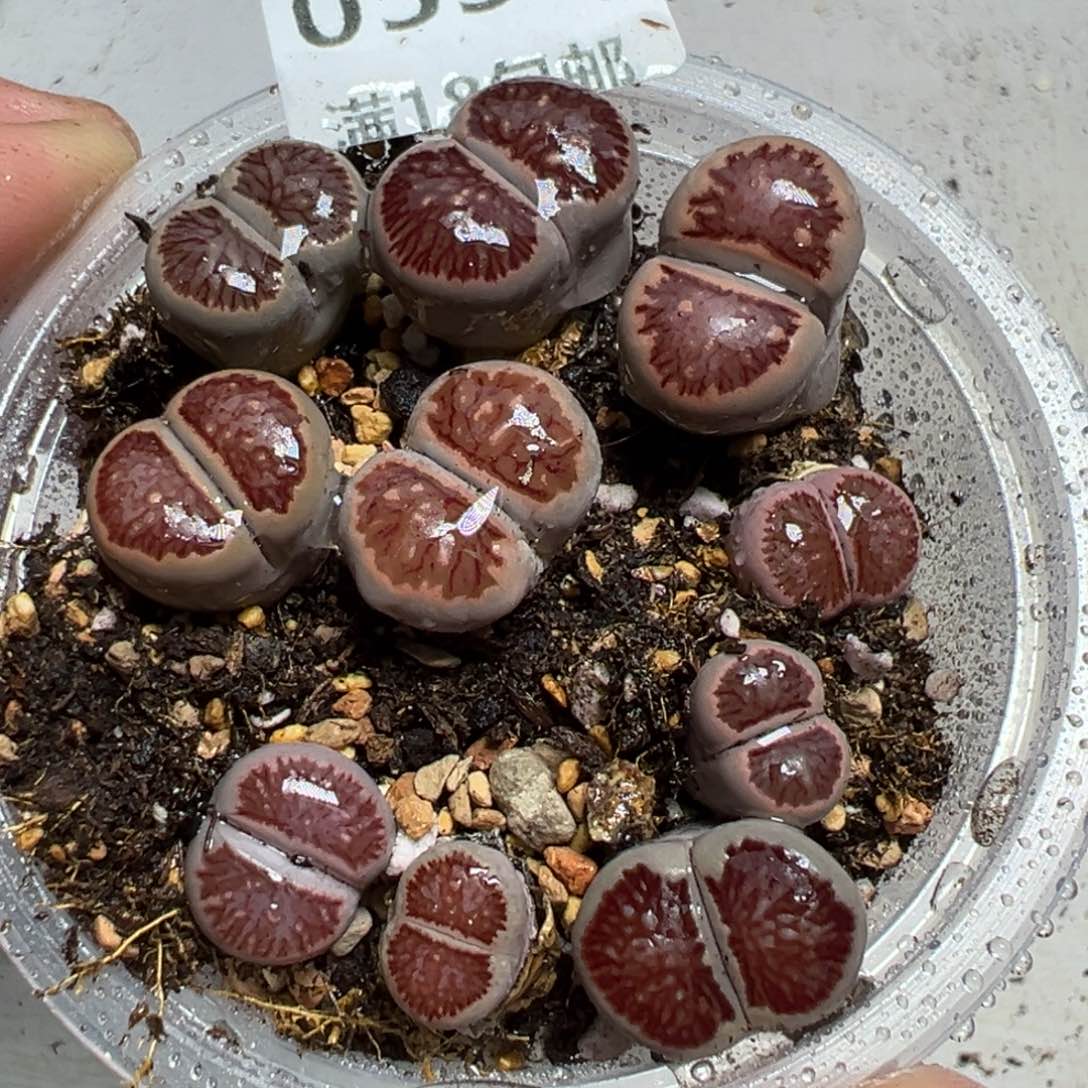 【闪购商品】 055。      