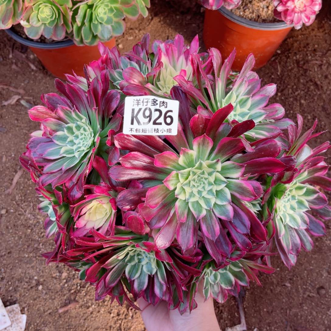 926天合 冠幅30左右