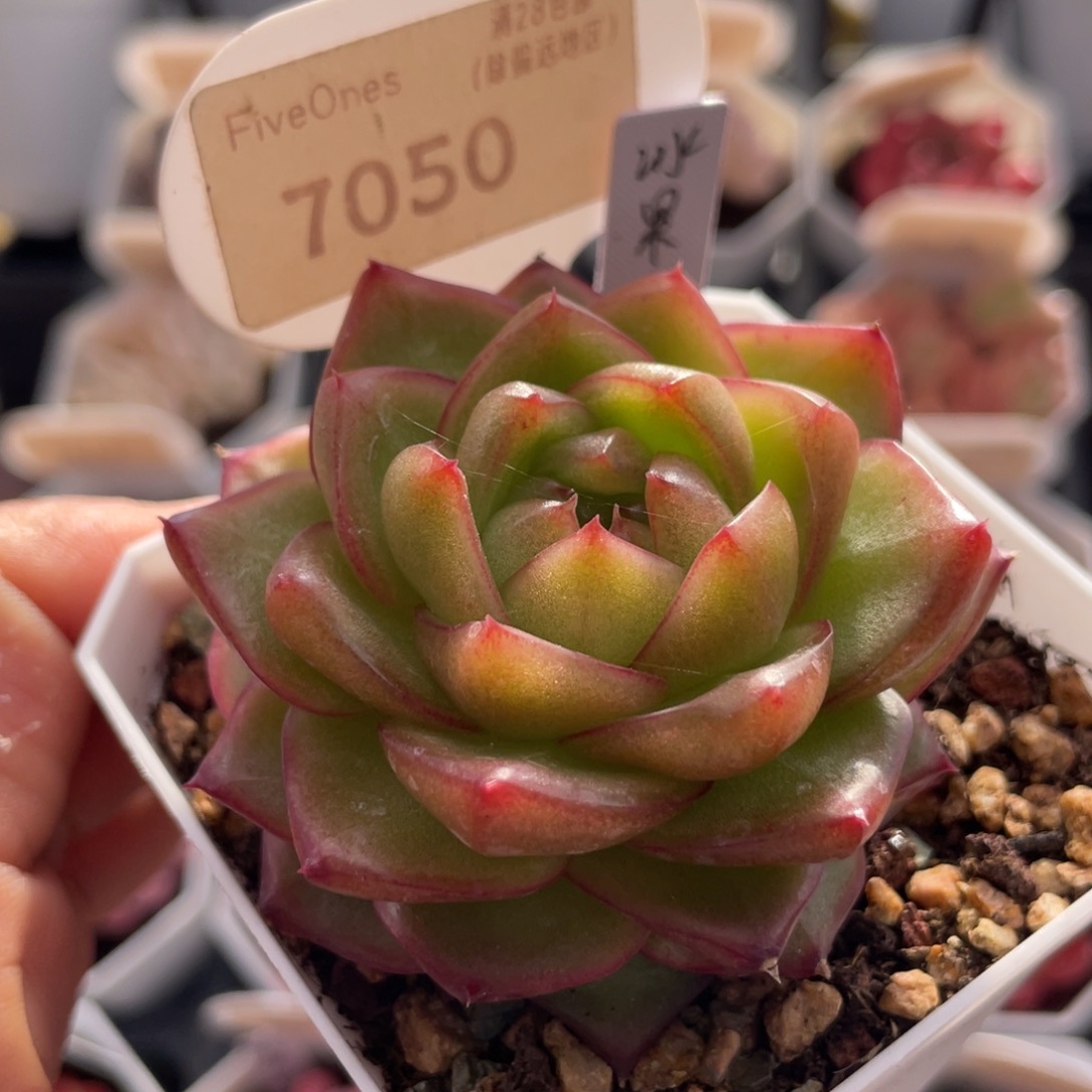 冰菓珍妮7050-6.0厘米