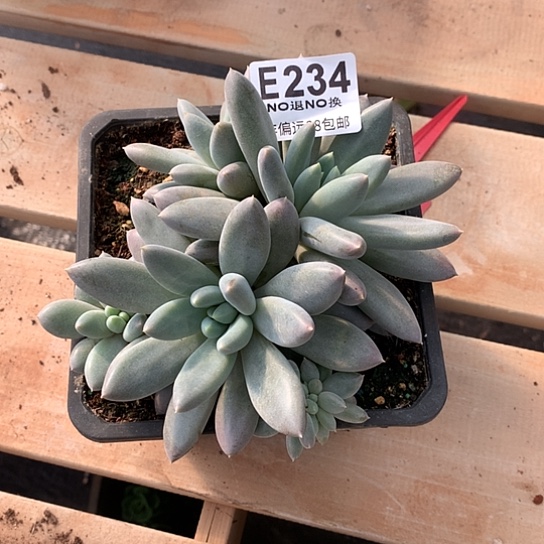 一盆黄胖体哥特不确定整散234 