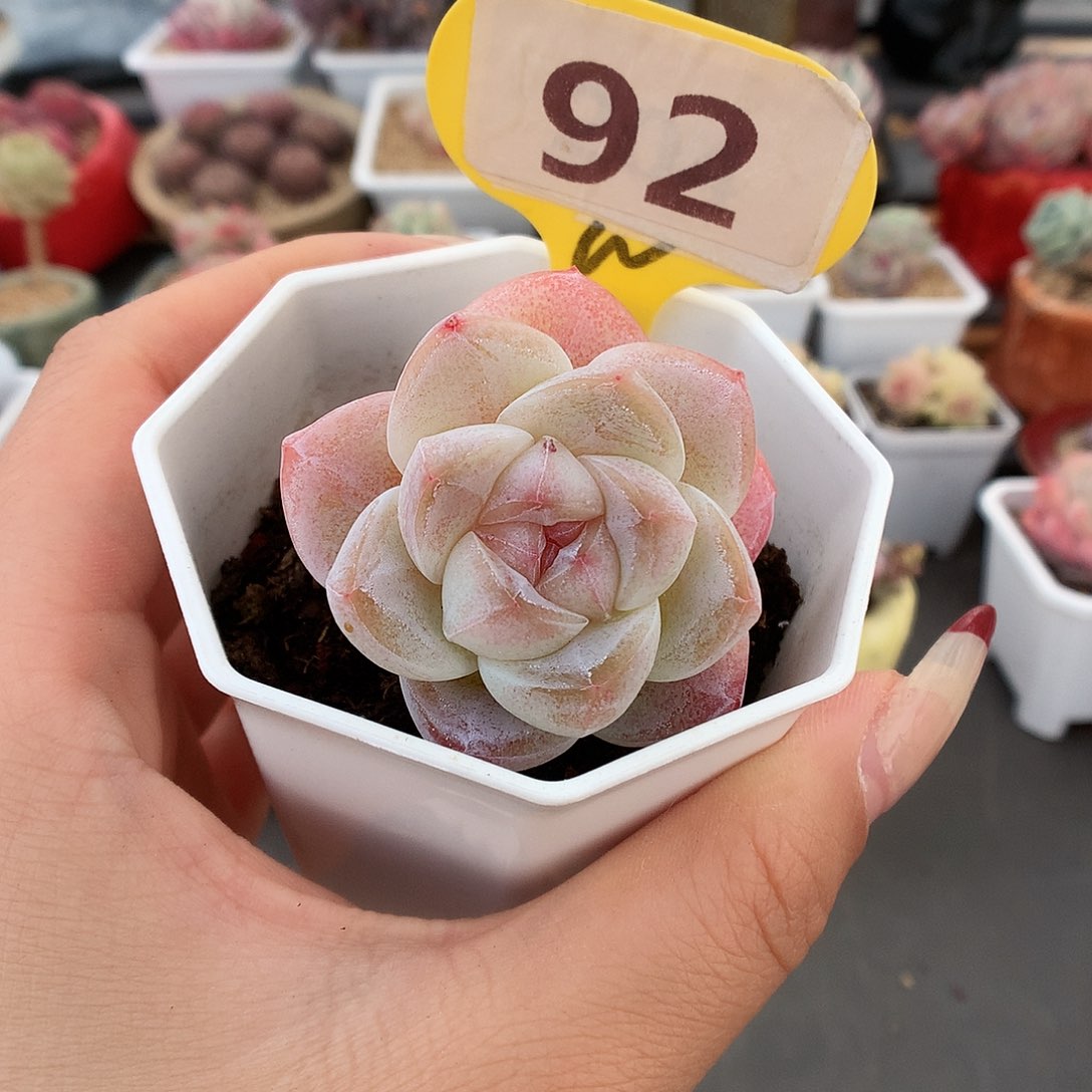 92草莓冰玉多肉双头