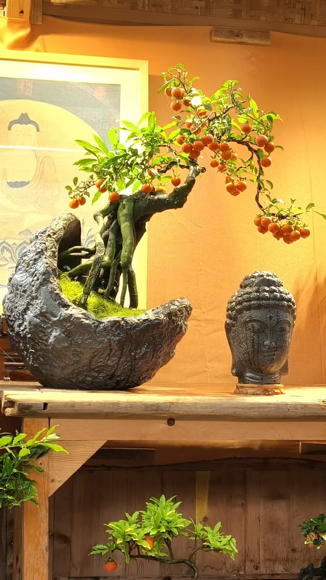 观南精品金弹子盆景开花香满屋飘枝办公室桌面好养盆栽