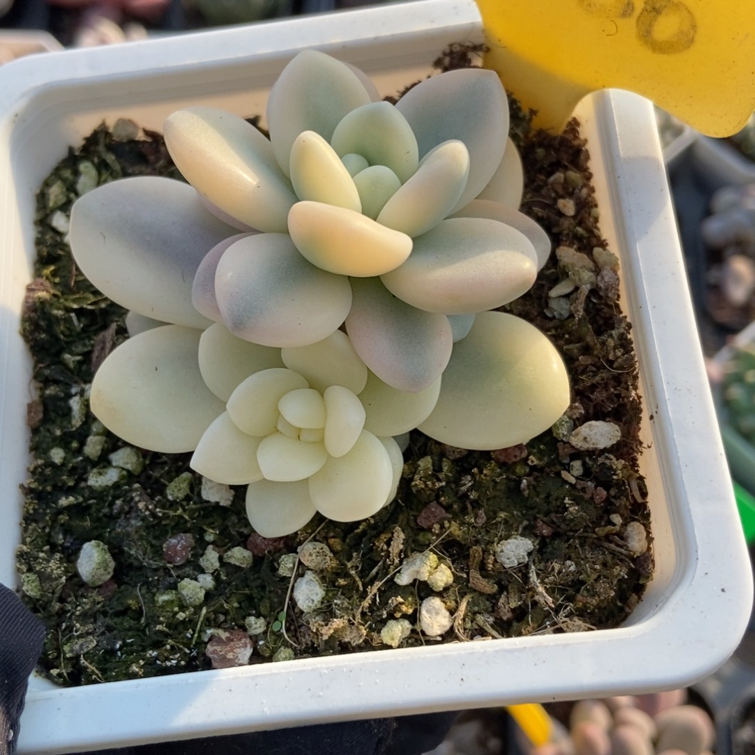 2086洛神锦多肉植物