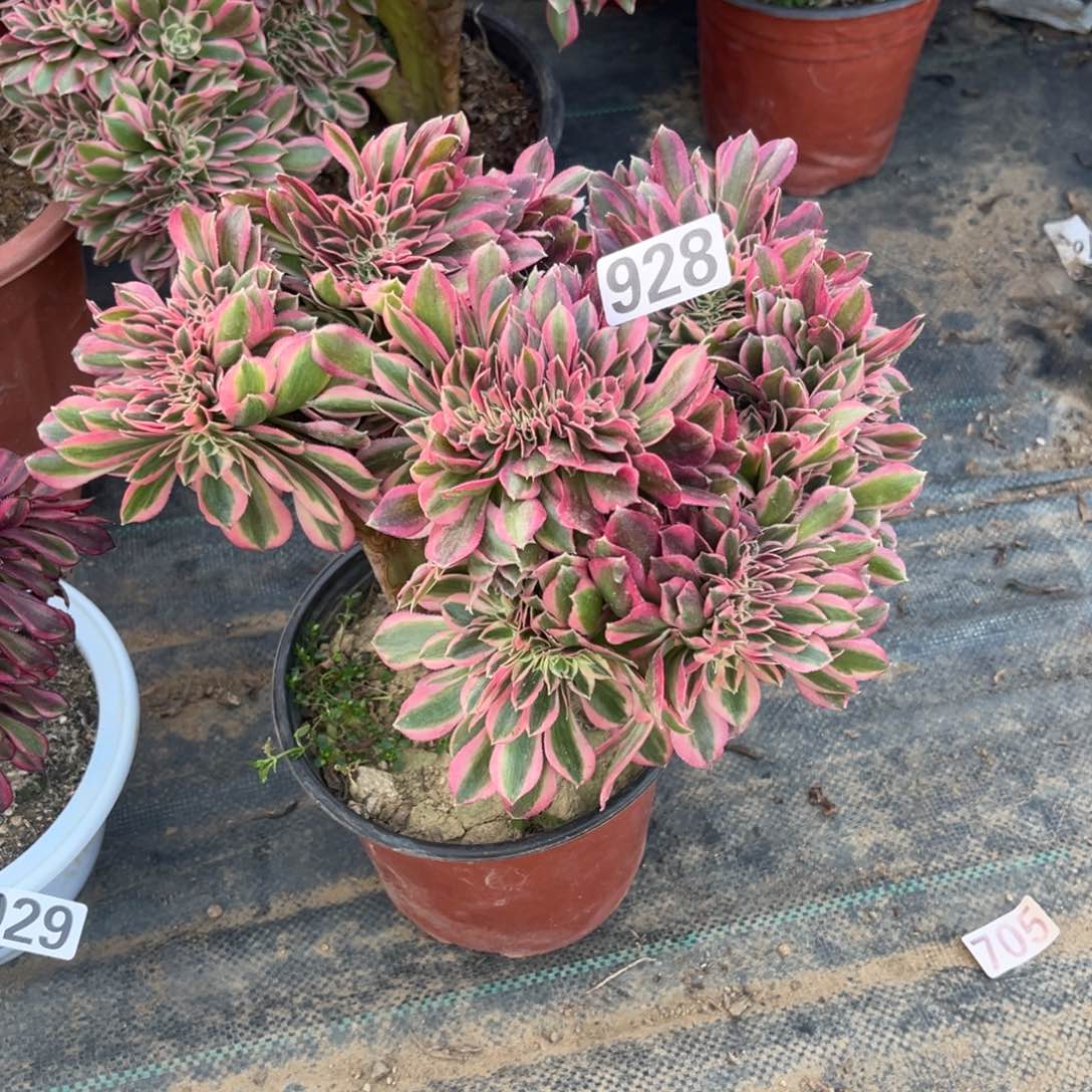 928粉女巫缀化多肉