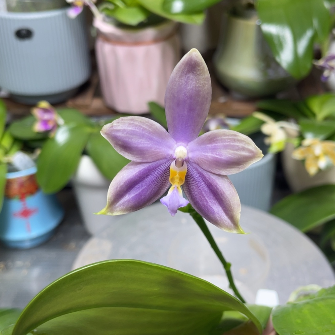 完全开放3593开花株