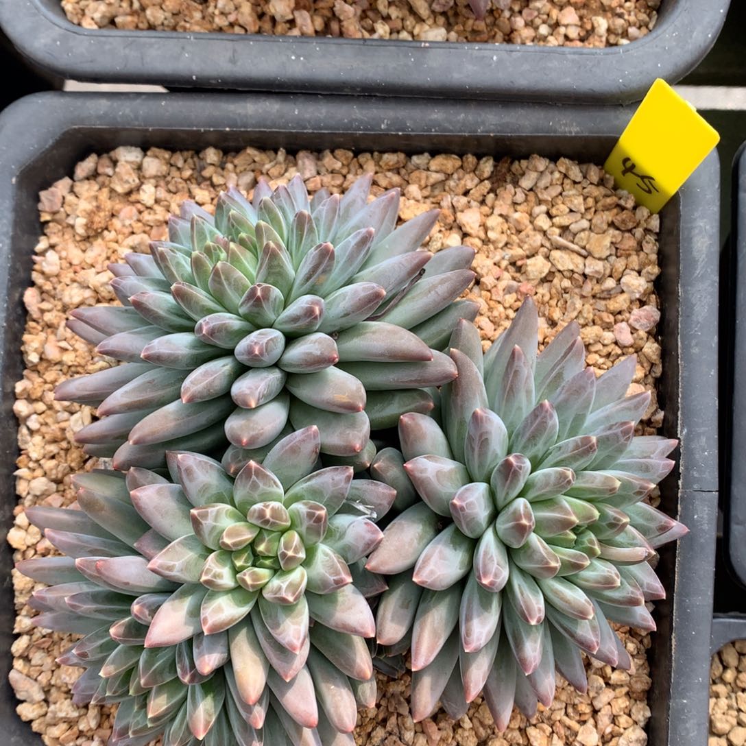 重楼sp 多头 一颗 