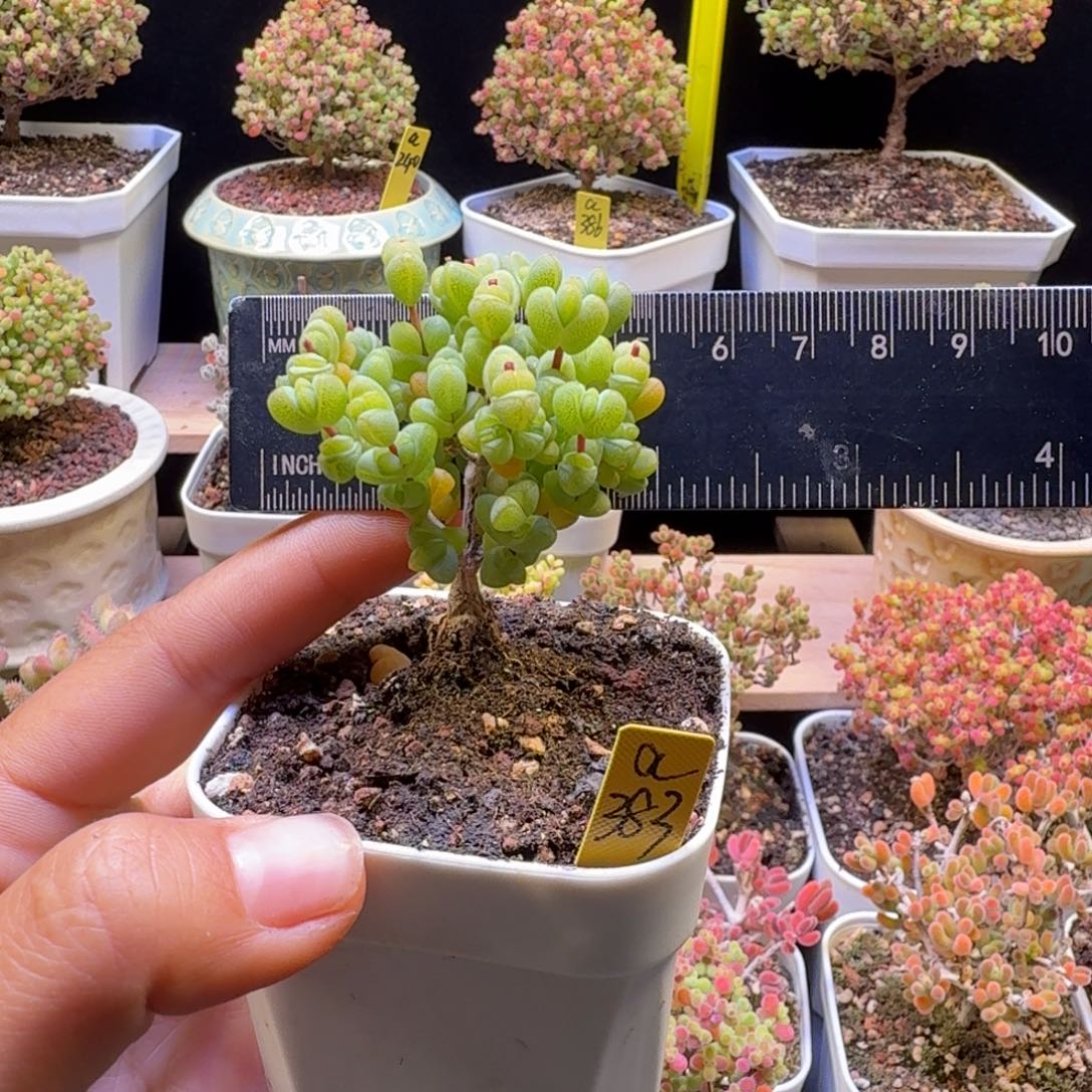 a384号元宝冠服5厘米左右