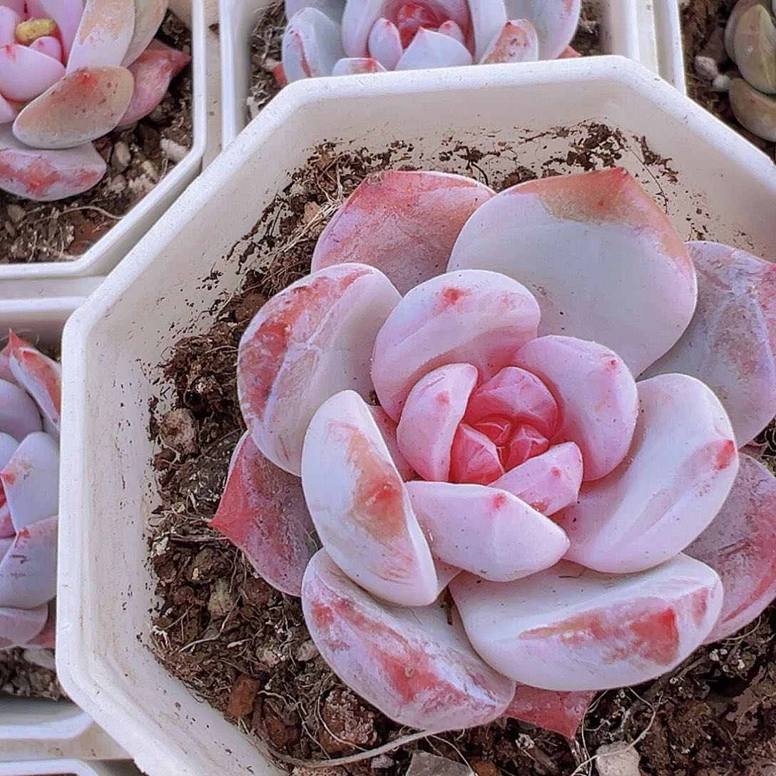 糖心雪天使19包邮多肉