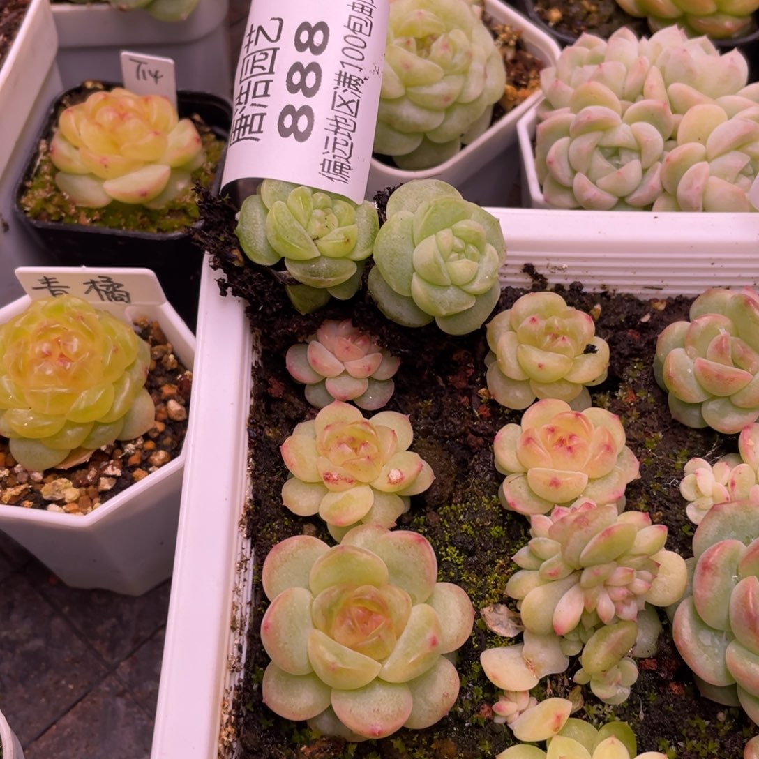 毛***羡x1珍妮一物一拍888…