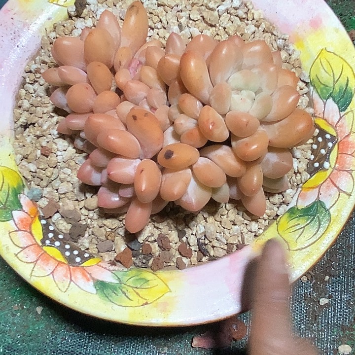 湫**u香水多肉植物10-11
