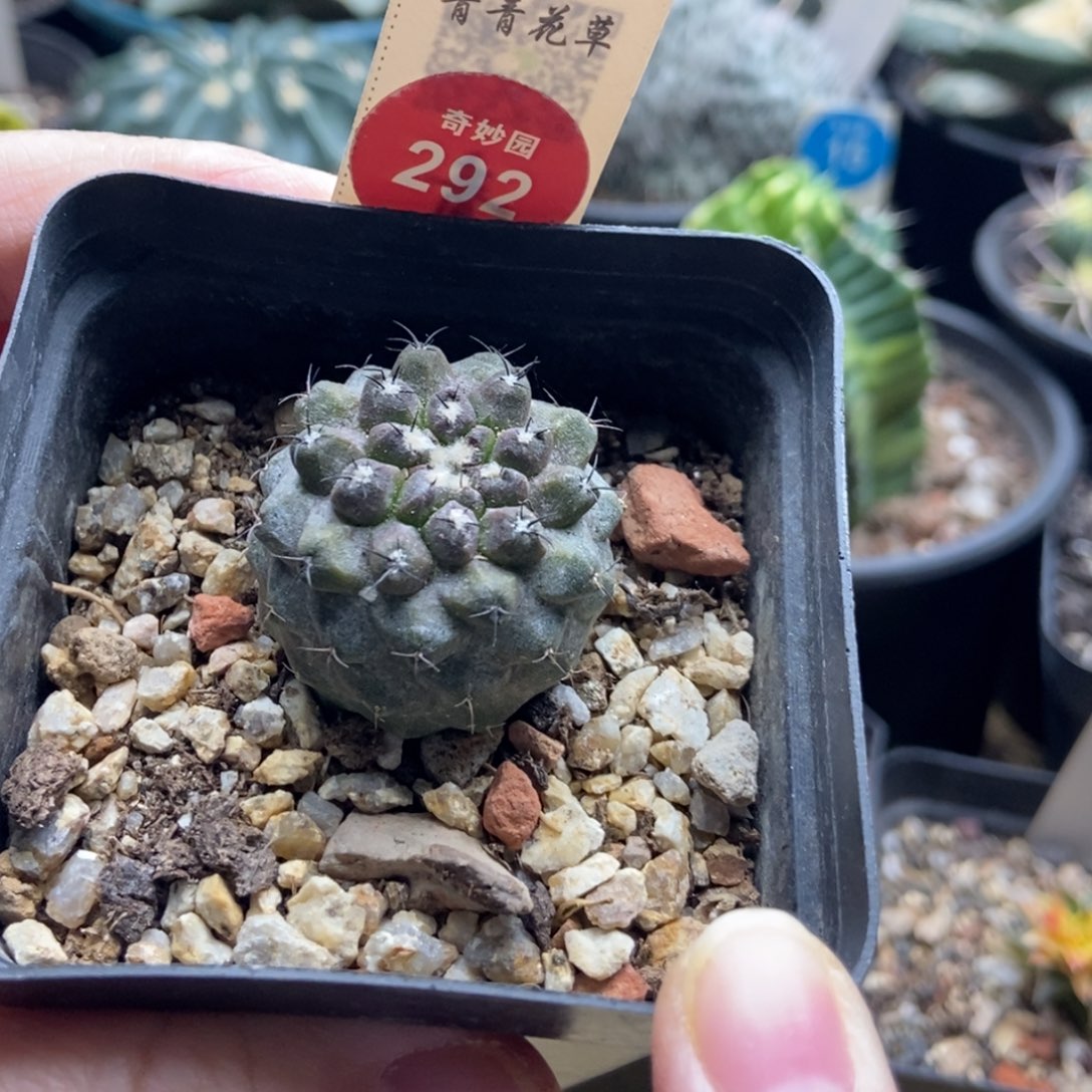 实生上腊有刺尤仙人2.9cm