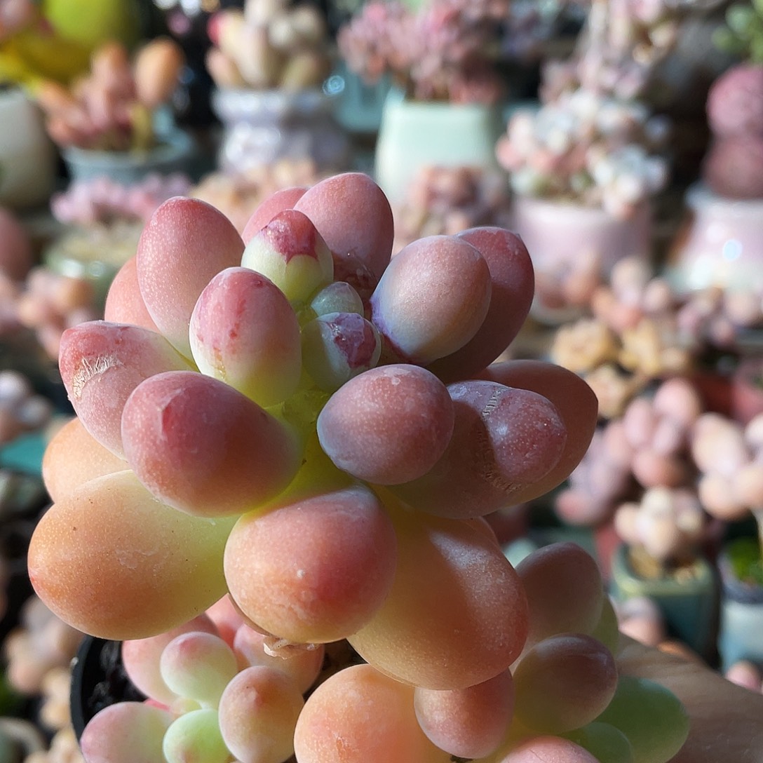 顽***主多肉植物的生长发育和生长发育都是