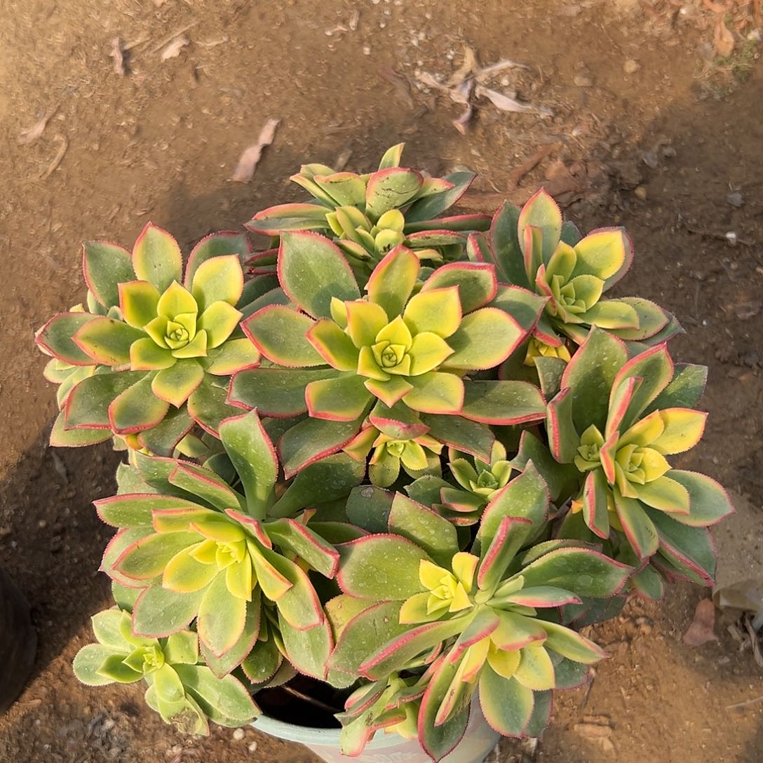 多肉植物艳日灰老庄