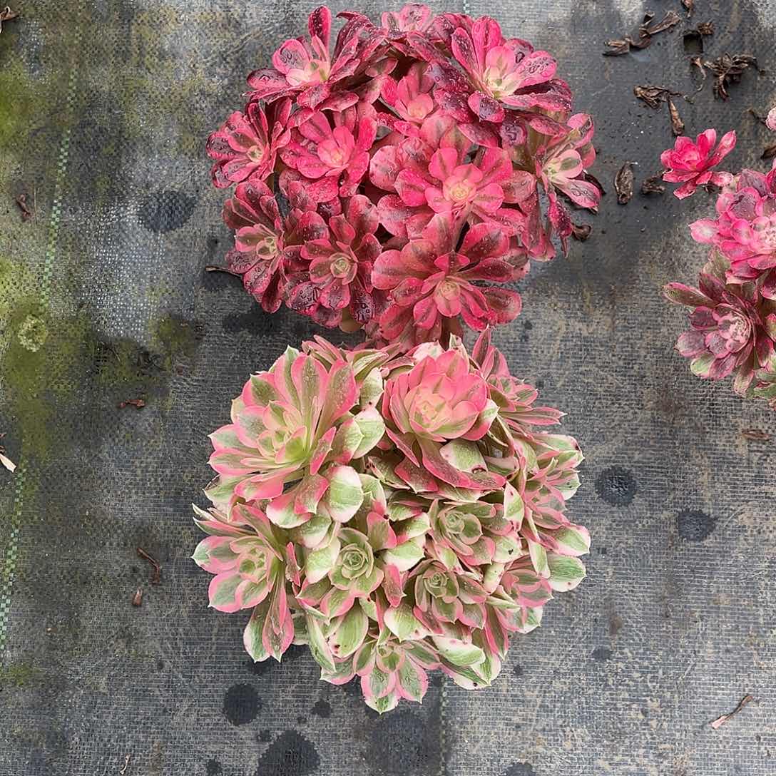 L***3hhhhhhhhhhhhhhhhhh