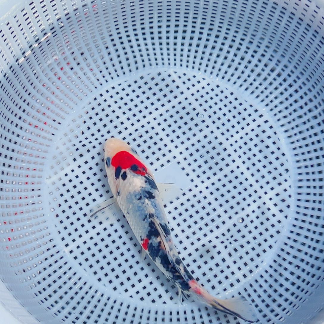 锦鲤锦鲤观赏鱼1111