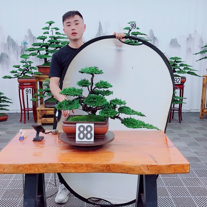 无花朵松柏盆景，一物一拍