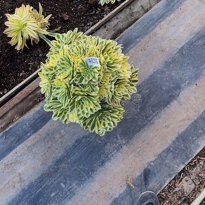 529多肉植物和植物