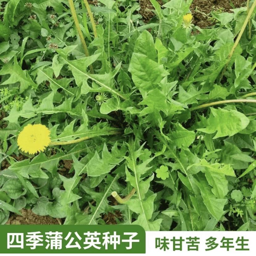 【满5包包邮】 蒲公英种子婆婆丁易活四季播种阳台小盆栽蔬菜种子