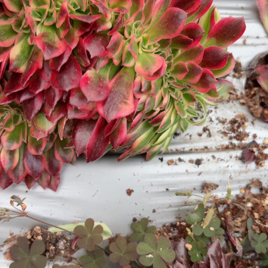 我8117 号多肉法师特价