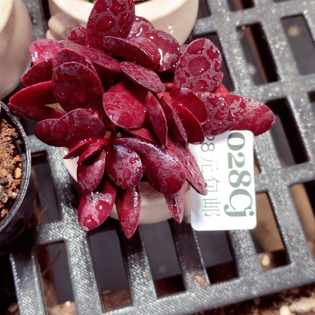 5厘米盆精控多肉028