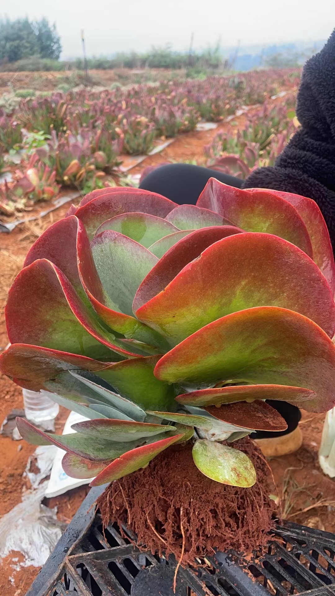 唐印  好种好养 新手必拍 云南发货瑕疵不售后