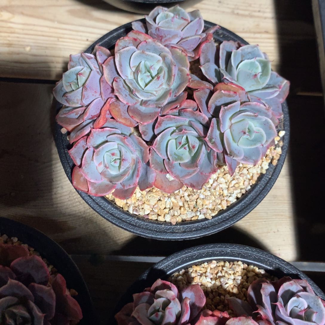 你****动饼饼尘埃玫瑰寄养多肉