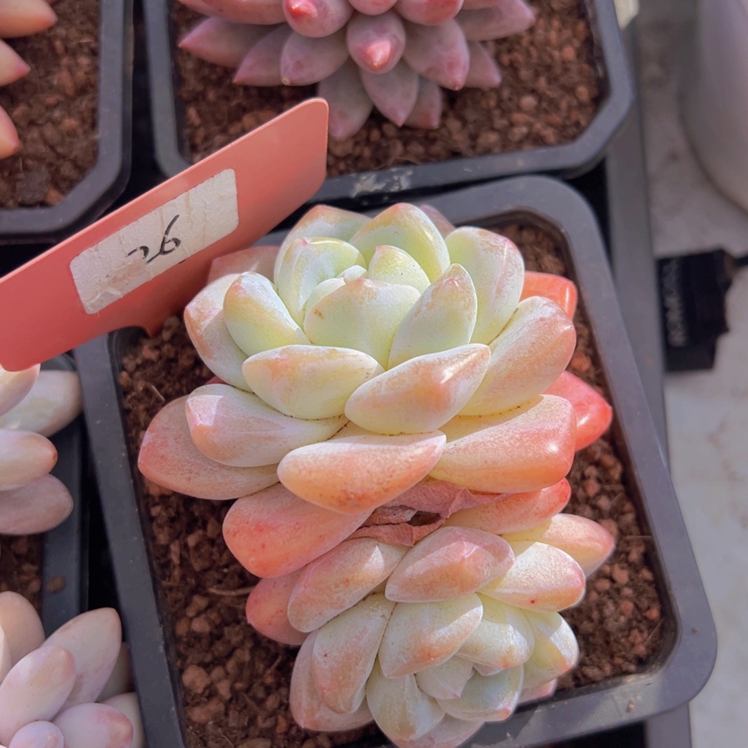 香玉的故事是一个人的故事