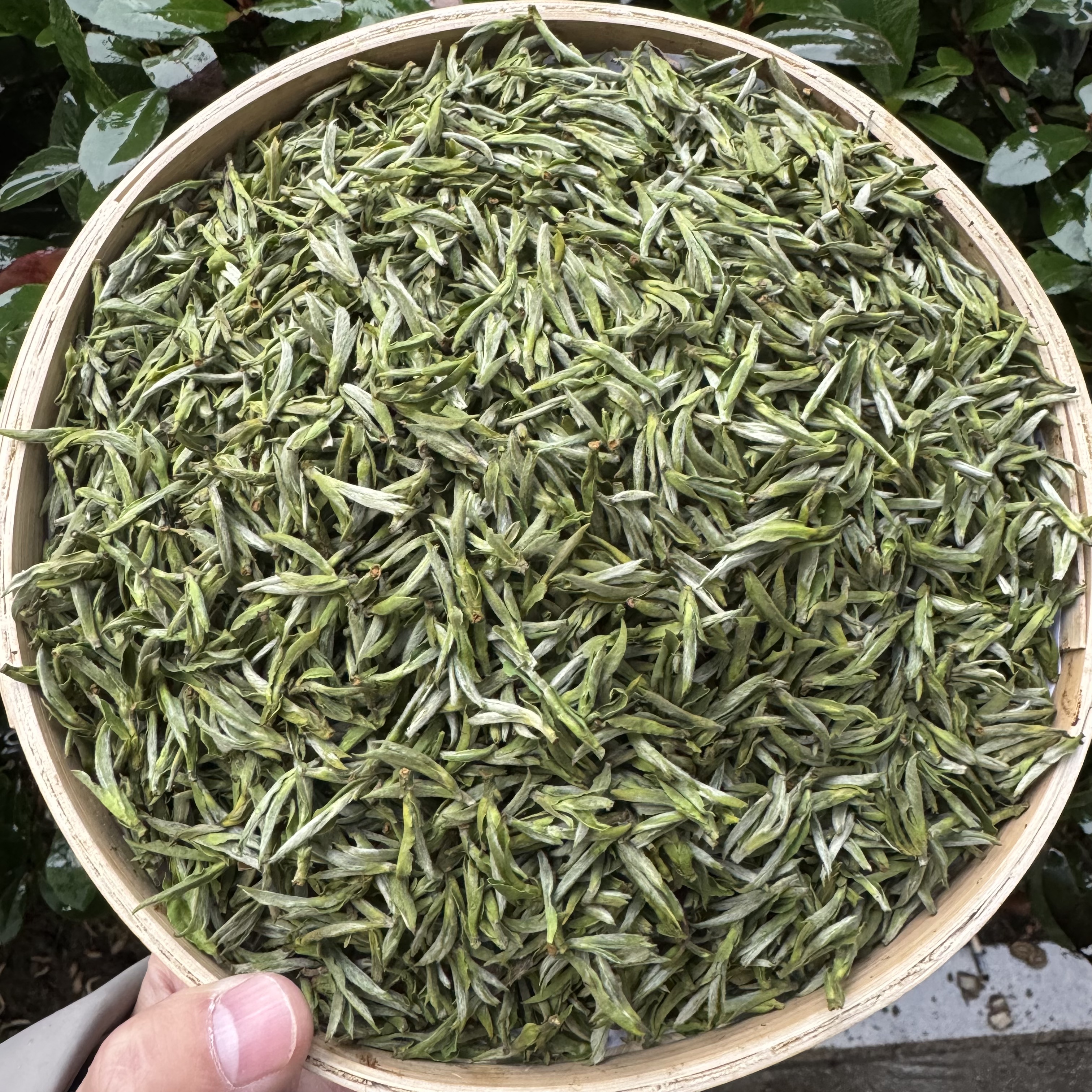 【小勇甄选】单顶独芽 毛峰 3月8 A1