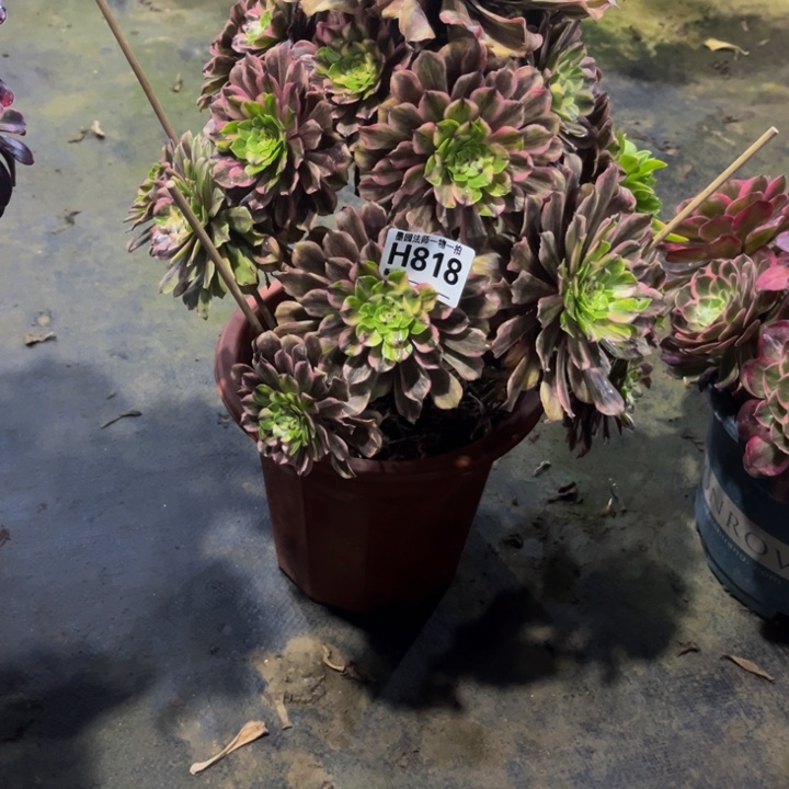 粉黛818.00000000000000000多肉