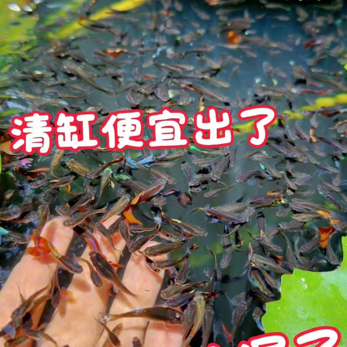 杂袍孔雀鱼小红扇孔雀鱼观赏鱼苗淡水小型鱼好热带养耐活凤尾活体