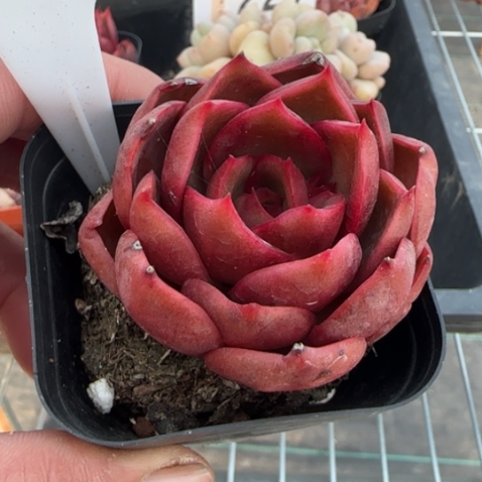 145红灯一物一拍多肉