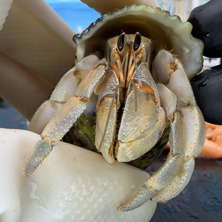 A15艺术系 灰白1.9cm口径