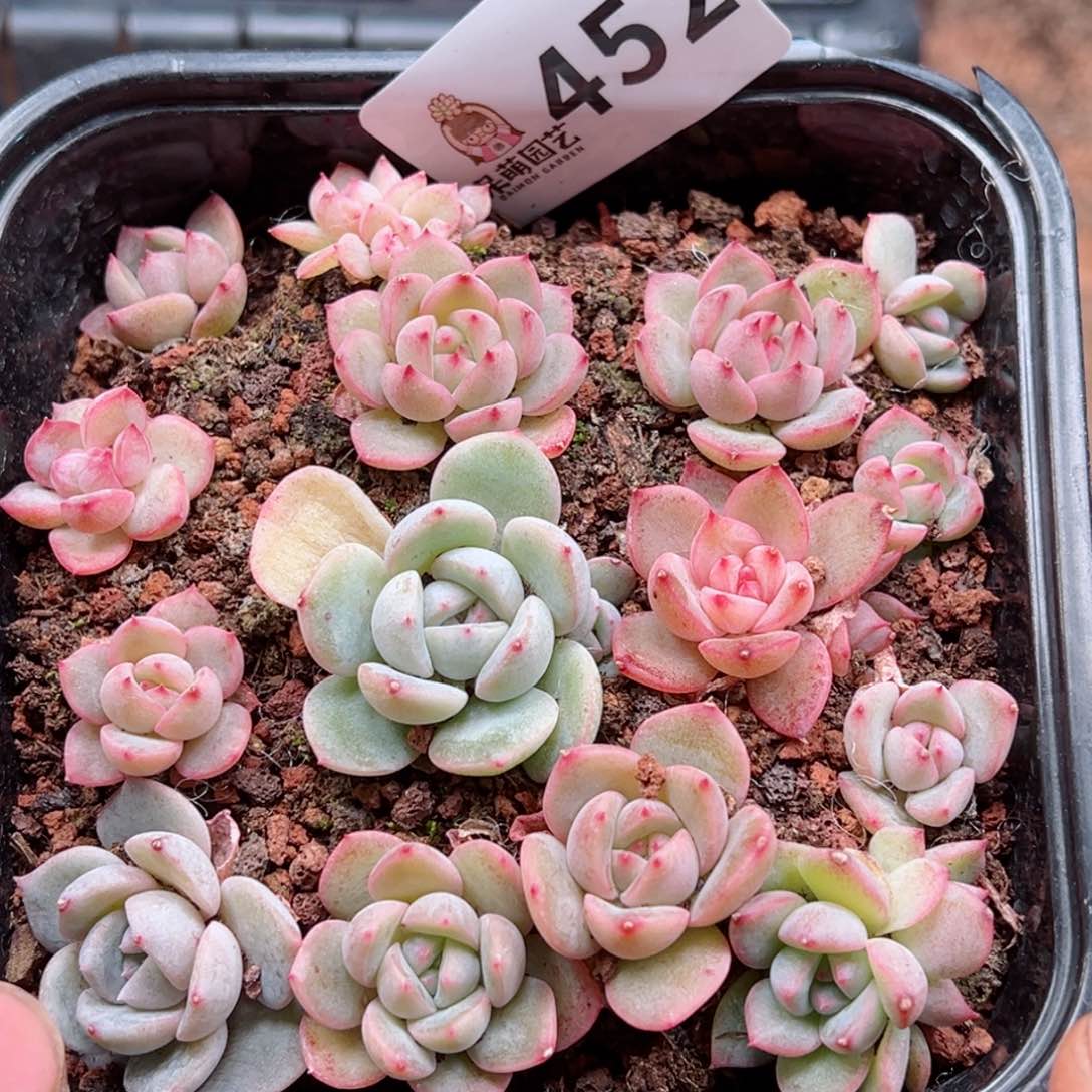 多肉植物多肉植物