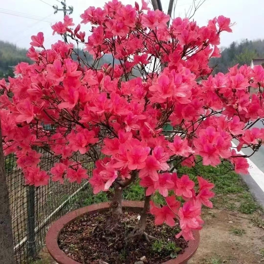 映山红杜鹃鸡血红耐寒耐热四季开花庭院阳台花卉植物盆栽