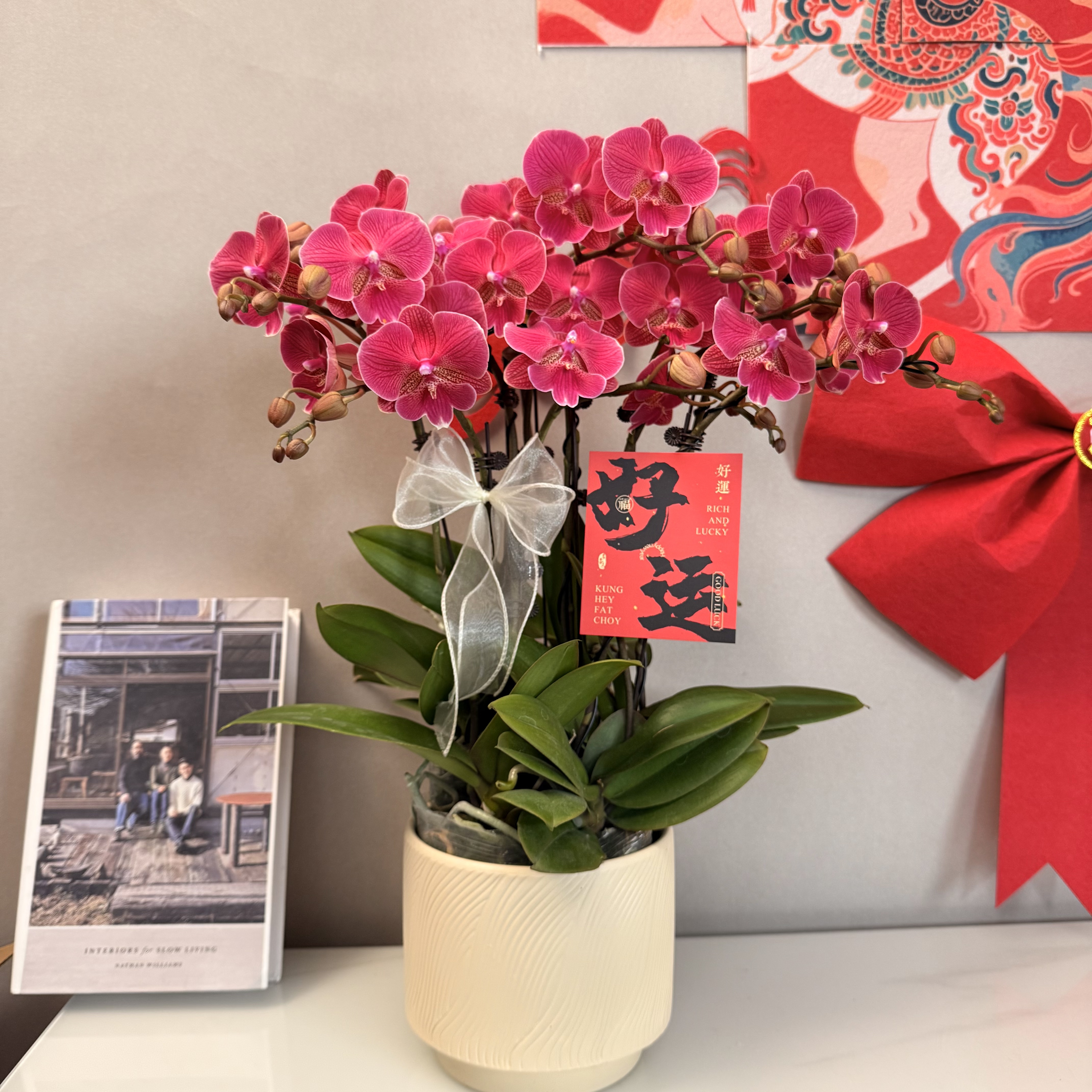 蝴蝶兰【花木兰】稀缺欧品中国红系 绿植盆栽 室内观赏 基地直发