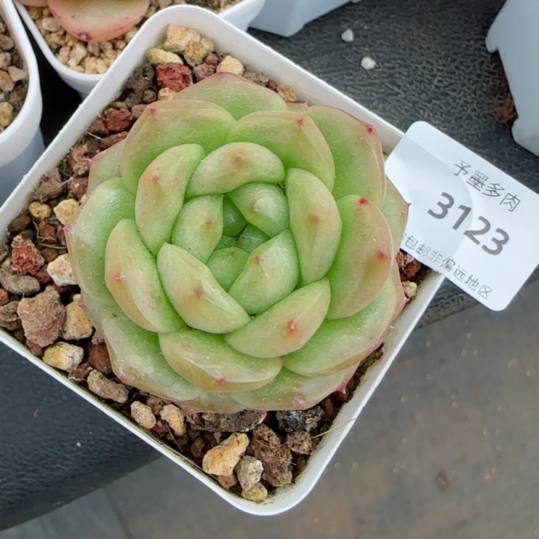 灯泡珍妮，3123多肉植物