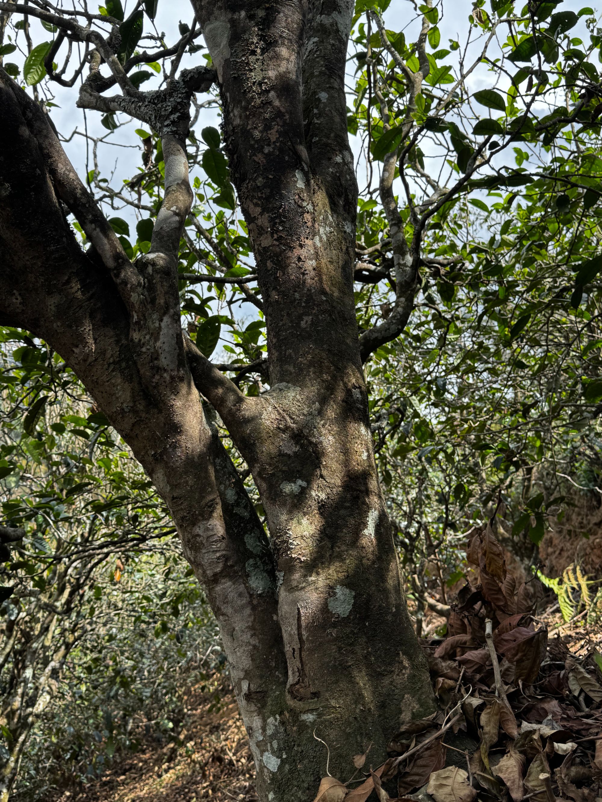  云南普洱茶普洱生茶紧压茶100g坨