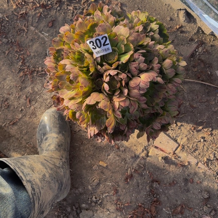 拉丝花29-50包邮花花