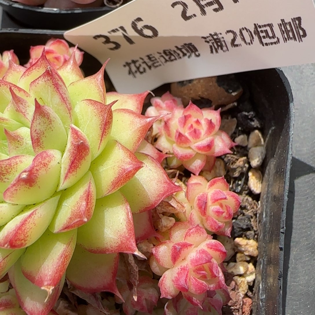 花语逸境0213-376