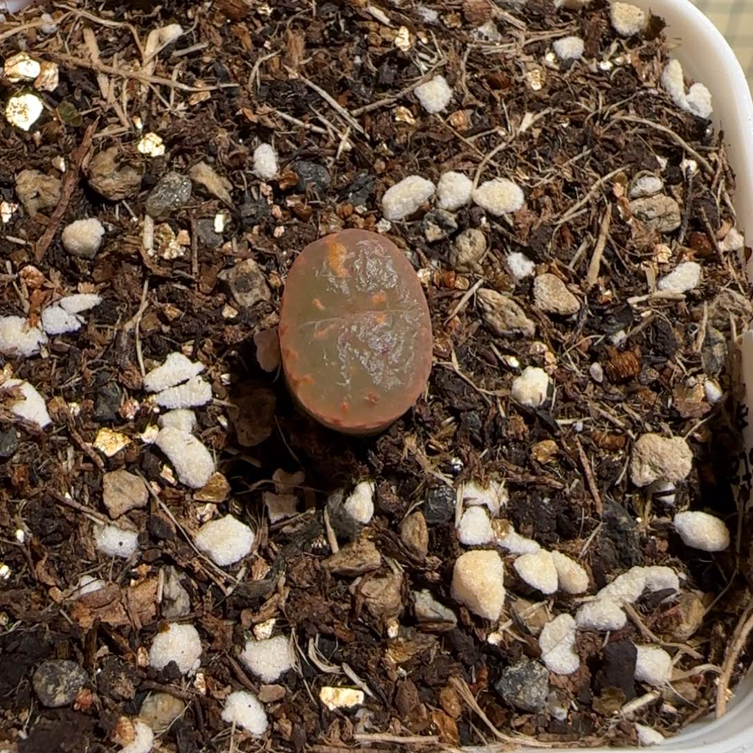 ****e肉锥多肉植物组合-1162