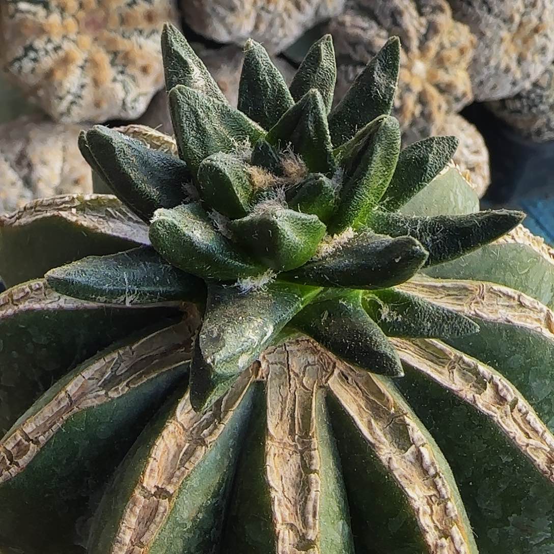 龙角760仙人球开花