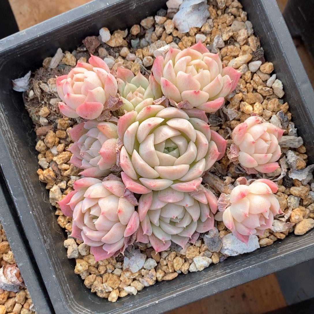 精品多肉一物一拍不包整118